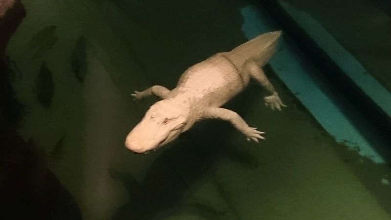 Albino Krokodil  